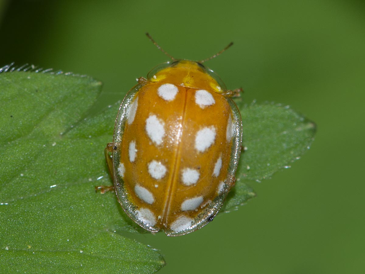 Halyzia sedecimguttata